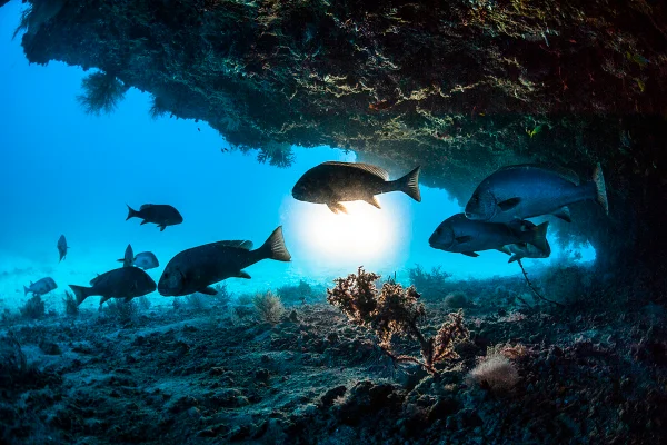 Imagem colorida de peixes no oceano - Metrópoles