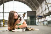 Cãezinhos dessa raça são considerados os mais inteligentes do mundo Cãezinhos dessa raça são considerados os mais inteligentes do mundo