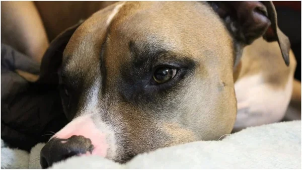 Veterinário terá que indenizar tutor de cadela após falha em castração