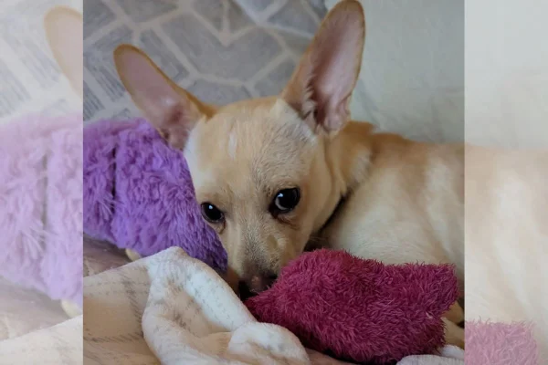 foto colorida cachorro devolvido 3 vezes ao abrigo