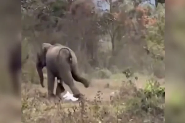 Homem sobrevive a ataque de elefante após ser pisoteado na Índia