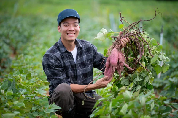 Jovem asiático colhendo batatas-doces em plantação - Metrópoles