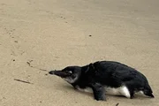 Pinguim-de-Magalhães (Spheniscus magellanicus) foi resgatado na Praia do Perequê, em Ilhabela