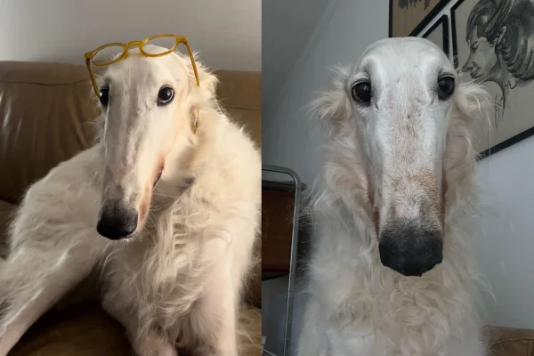 Imagem colorida de cachorro da raça borzoi de pelagem branca