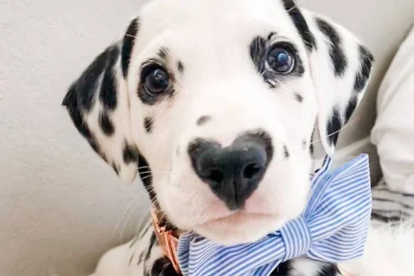 Conheça Willy, o cãozinho que nasceu com um coração no focinho