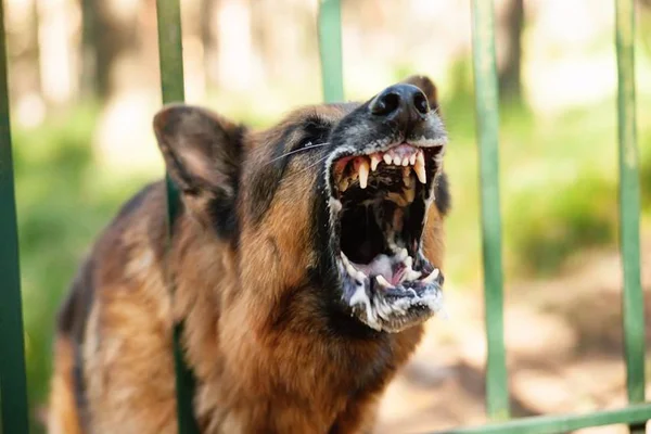Auditor do Ibram é atacado por cães durante fiscalização no DF
