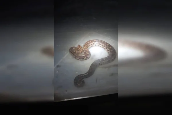 Vídeo: jiboia é capturada dentro de creche no Distrito Federal