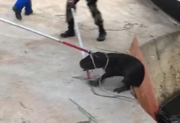 resgate da capivara