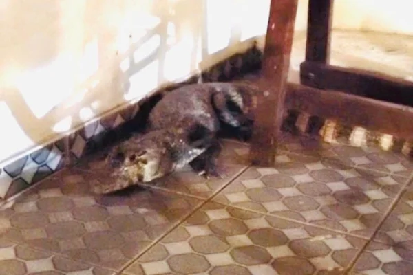 Visitinha? Homem chega em casa e encontra jacaré na garagem, em MS