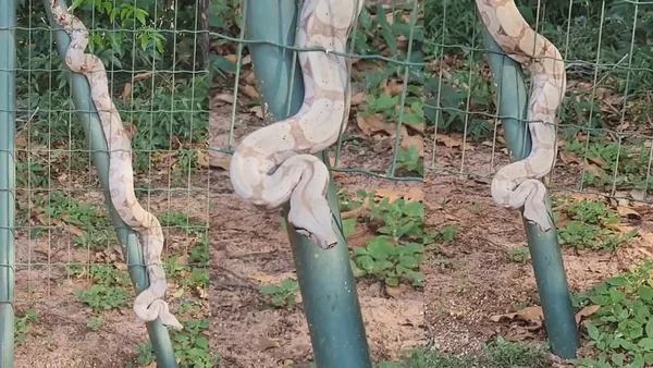 Jiboia é flagrada 'tranquilona' em cerca de parque, em Campo Grande