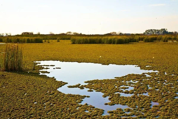 Pampa Argentino