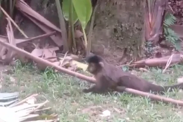 Imagem colorida de macaco dopado - Metrópoles