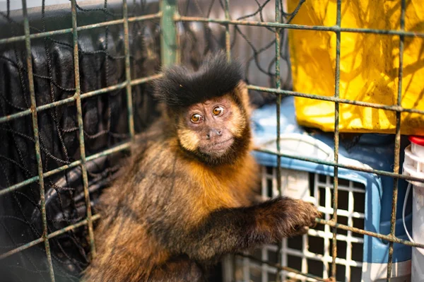 Macaco-prego durante soltura no Parque Nacional da Tijuca, no Rio de Janeiro