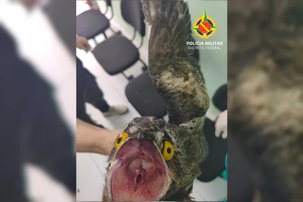 “Ave-fantasma da Amazônia” é resgatada ferida dentro de apartamento no DF