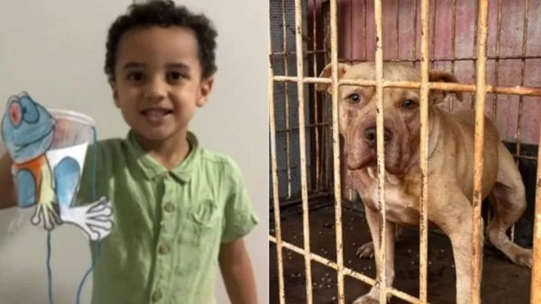 imagem colorida menino morre apos ser atacado por pitbull goias