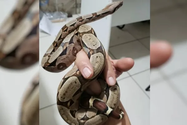 Jiboia é uma serpente 'dócil' se comparada a outras cobras