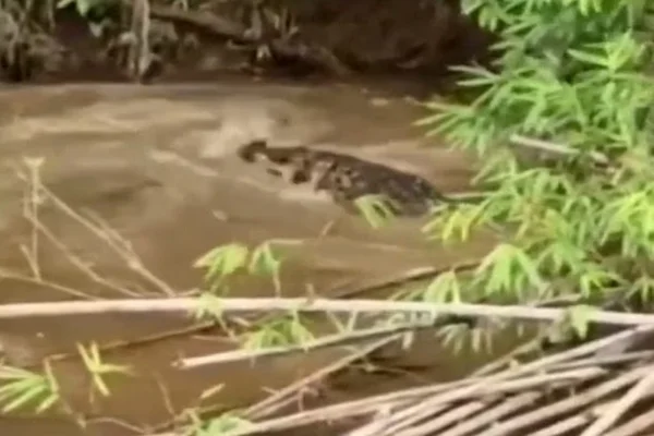 Imagens mostram ataque de crocodilo na Indonésia