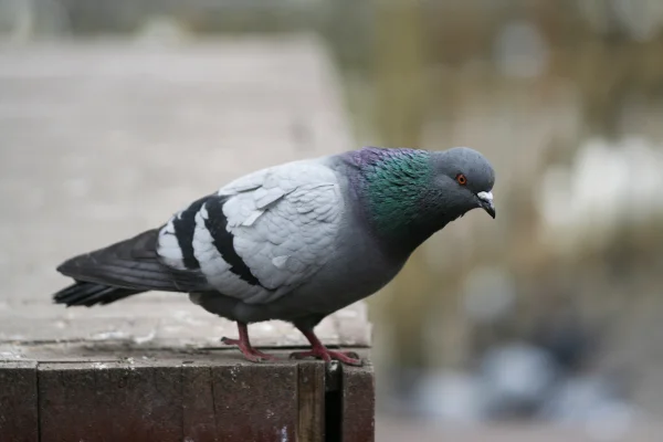 Foto de pombo na rua - Metrópoles