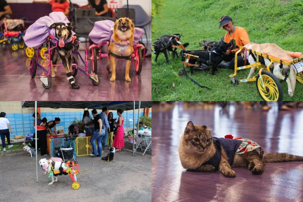 Além do "tadinho": instituto acolhe pets deficientes e auxilia tutores