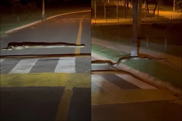 Montagem com duas imagens coloridas mostra uma sucuri atravessando uma rua - Metrópoles