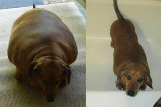 Obie pesava cerca de 35 quilos. Após um ano de dieta e exercícios, o animal perdeu 19 quilos. Ele precisou se submeter a uma cirurgia para remover o excesso de pele Obie pesava cerca de 35 quilos. Após um ano de dieta e exercícios, o animal perdeu 19 quilos. Ele precisou se submeter a uma cirurgia para remover o excesso de pele