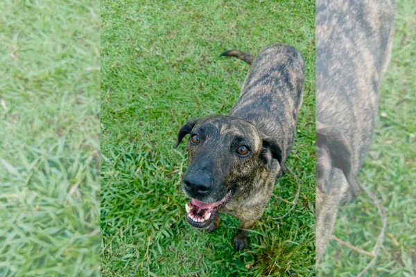 foto colorida cão que percorreu 12 km