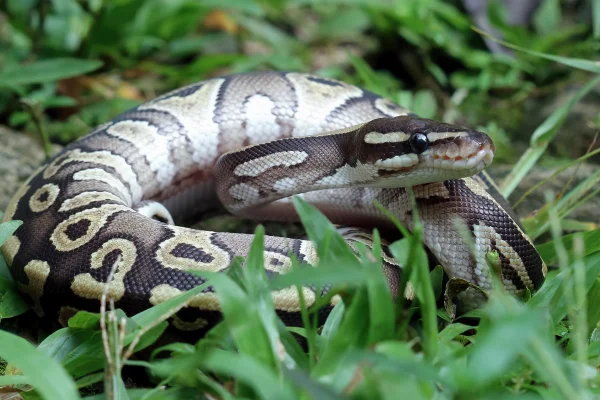 close-up de uma cobra piton na grama. Metrópoles