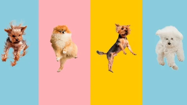 Cachorros diversos