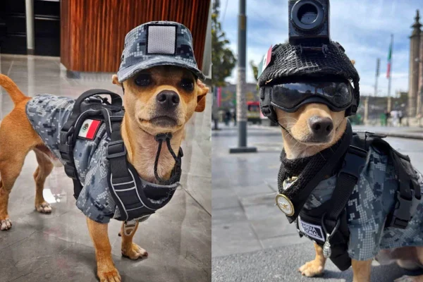 chihuahua comando
