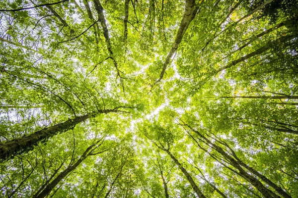 Dia da Terra - Natureza