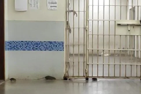 Ratos na Papuda