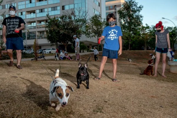 menino junto a cachorros