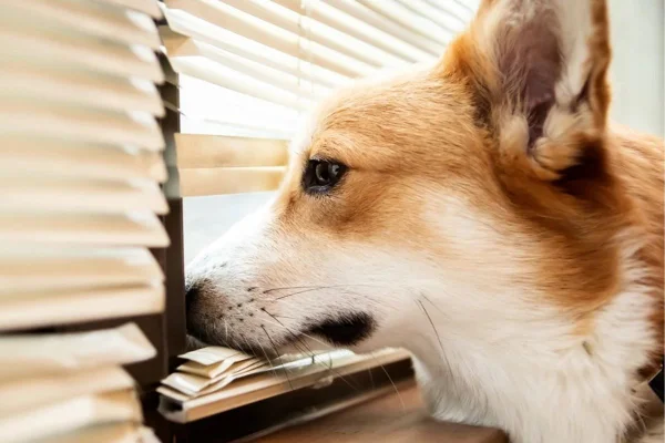 Foto colorida de um cachorro - Metrópoles