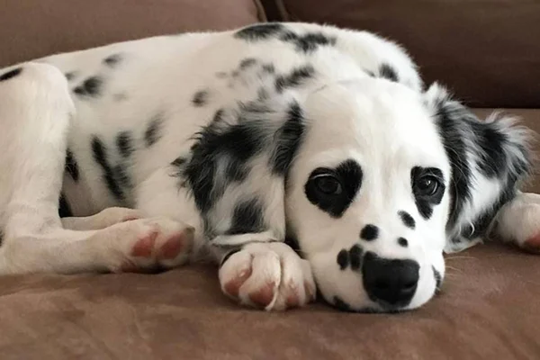 Cãozinho com olhos de coração encanta e derrete a internet