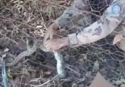 Cobra é resgatada no Setor de Mansões do Lago Norte