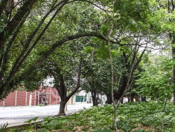 Foto colorida de trecho de parque com gramado e árvores ocupando o cantos superiores da imagem - Metrópoles