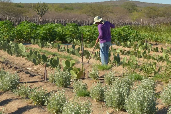 GDF entrega contratos de concessão de uso de imóvel rural a produtores