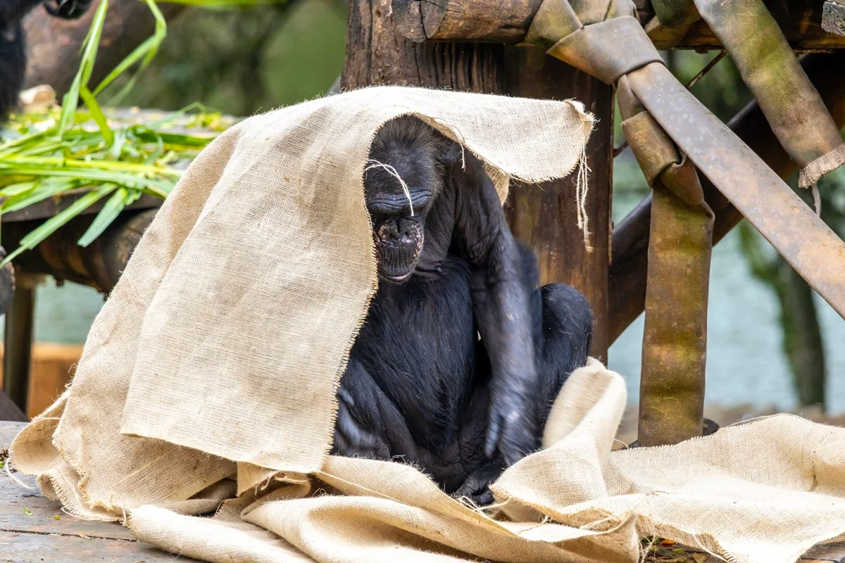 Zoos usam técnica anti-friochos para proteger animais; veja como!