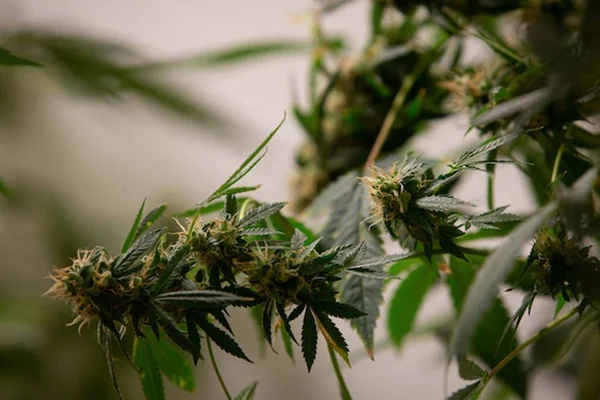 Cannabis - Metrópoles