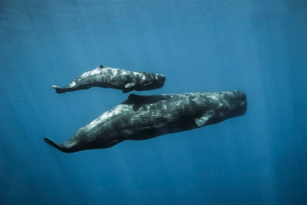 Imagem colorida mostra duas baleias cachalote nadando em alto mar, uma filhote e outra adulta
