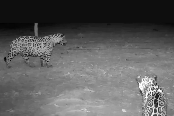 Foto noturna de duas onças-pintadas no Pantanal - Metrópoles