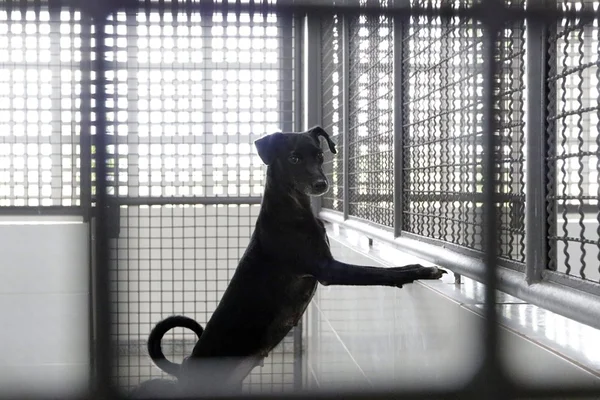 Cachorro preto dentro de canil