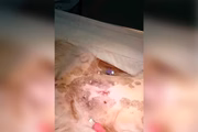 Frame do vídeo de castração enviado pelo médico aos donos 