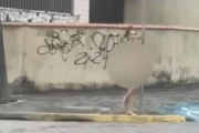 Mulher foi encontrada andando nua em Itanhaém
