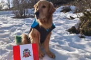 No instagram de Dom, o golden retriever da família, Labibi publicava o dia a dia da viagem 