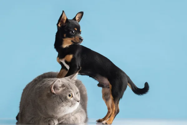 Imagem colorida mostra gato e cachorro - Metrópoles