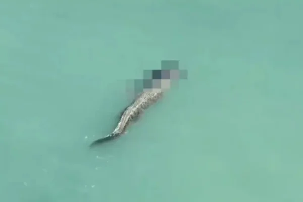Imagem colorida de crocodilo nadando