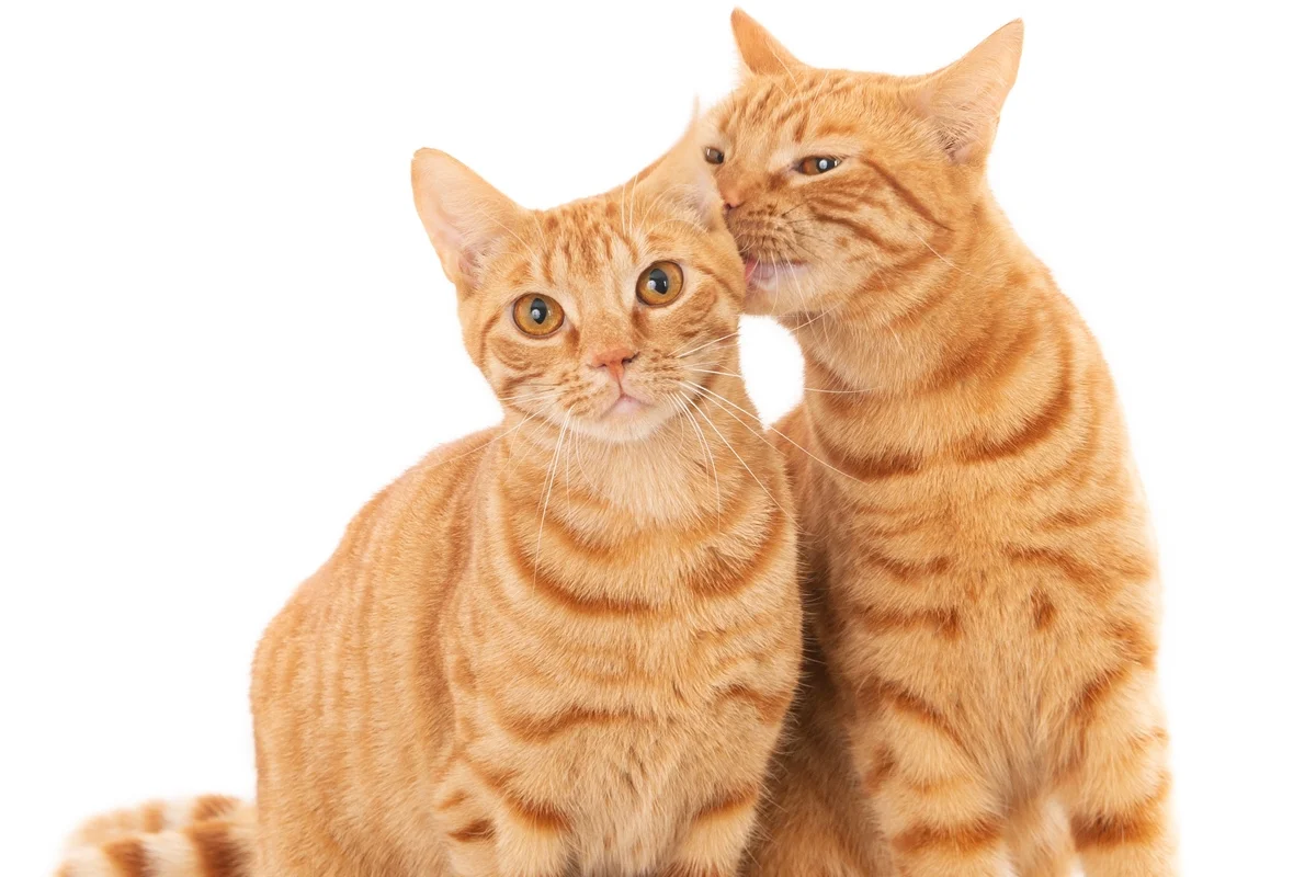 Gatos se reconhecem por meio de substâncias únicas presentes na urina