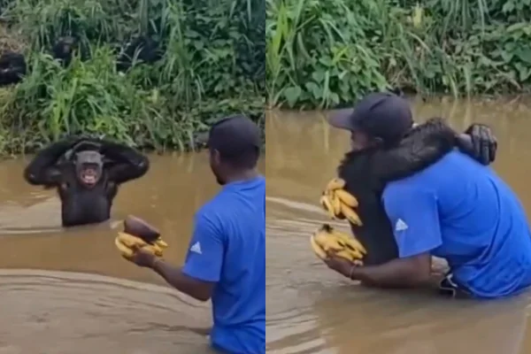 Imagem colorida de reencontro entre chimpanzé e cuidador - Metrópoles