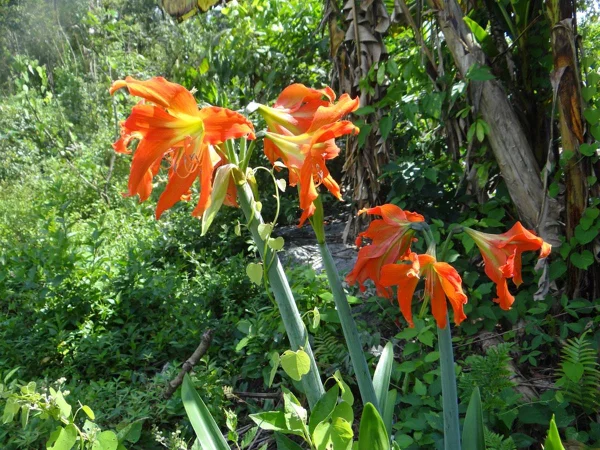 Levantamento revelou que Parque Estadual Cananéia, no litoral de SP, protege 20 espécies de plantas ameaçadas, 2 eram consideradas extintas - Metrópoles